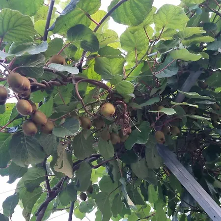 Country house Eco Charm Discovery Quinta Da Oliveirinha Helenos